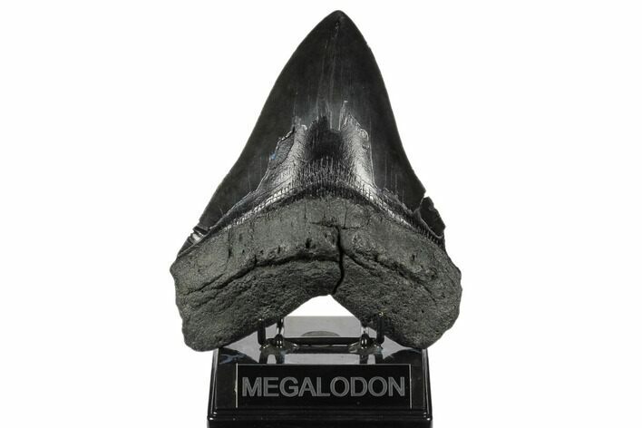 Massive, Fossil Megalodon Tooth - Foot Shark! #176683